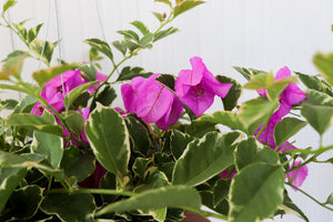 10" Bougainvillea Hanging Basket (Multiple Colours)