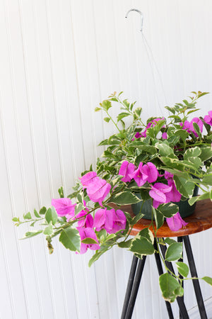 10" Bougainvillea Hanging Basket (Multiple Colours)