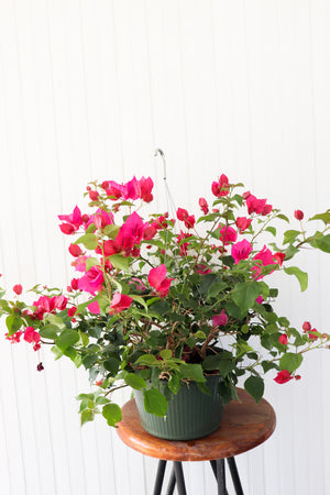 10" Bougainvillea Hanging Basket (Multiple Colours)