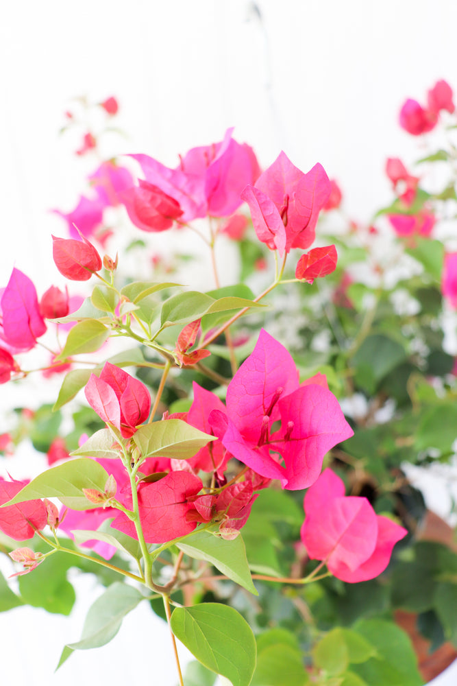 10" Bougainvillea Hanging Basket (Multiple Colours)