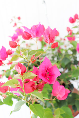10" Bougainvillea Hanging Basket (Multiple Colours)