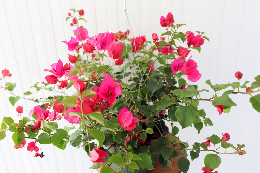 10" Bougainvillea Hanging Basket (Multiple Colours)