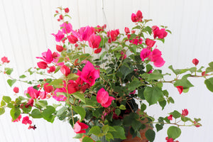 10" Bougainvillea Hanging Basket (Multiple Colours)
