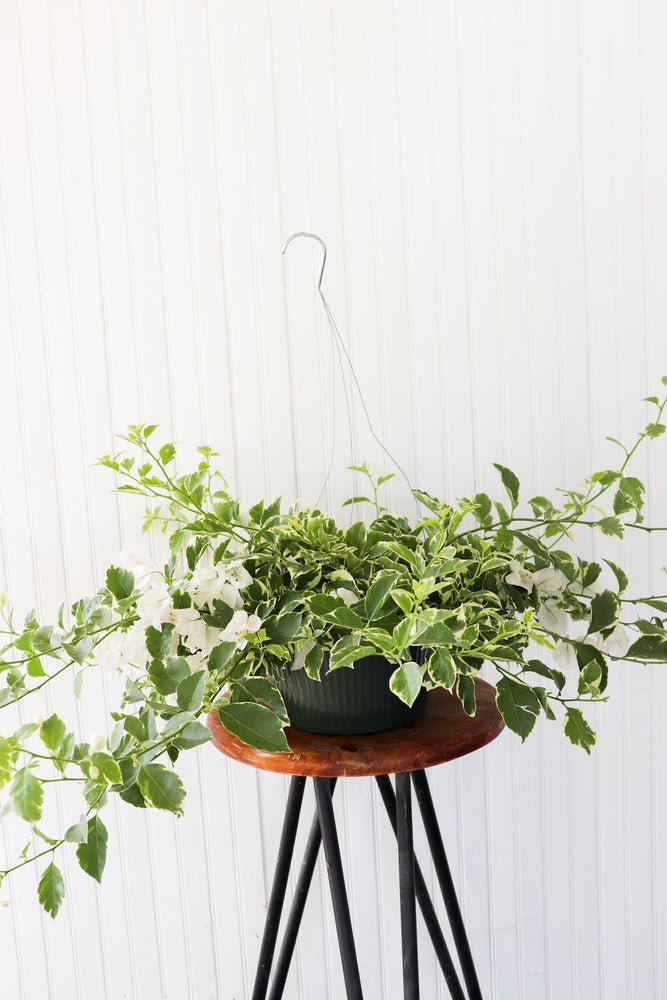 10" Bougainvillea Hanging Basket (Multiple Colours)