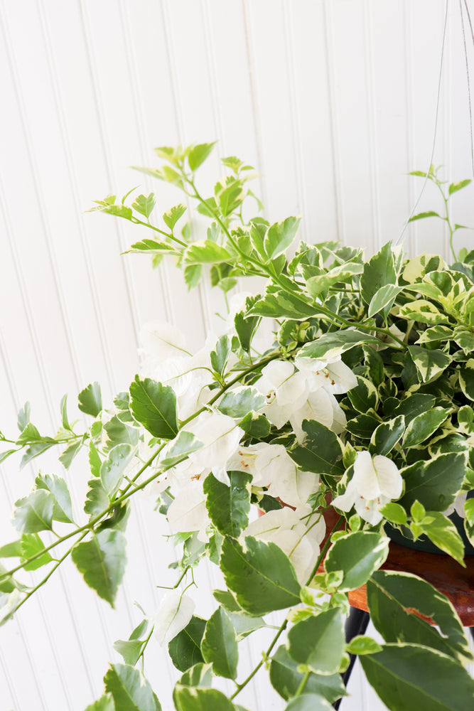 10" Bougainvillea Hanging Basket (Multiple Colours)