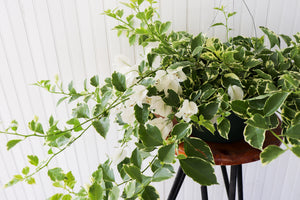 10" Bougainvillea Hanging Basket (Multiple Colours)