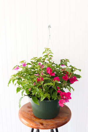 10" Bougainvillea Hanging Basket (Multiple Colours)