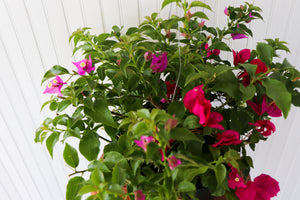 10" Bougainvillea Hanging Basket (Multiple Colours)
