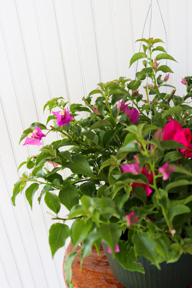 10" Bougainvillea Hanging Basket (Multiple Colours)