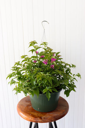 10" Bougainvillea Hanging Basket (Multiple Colours)
