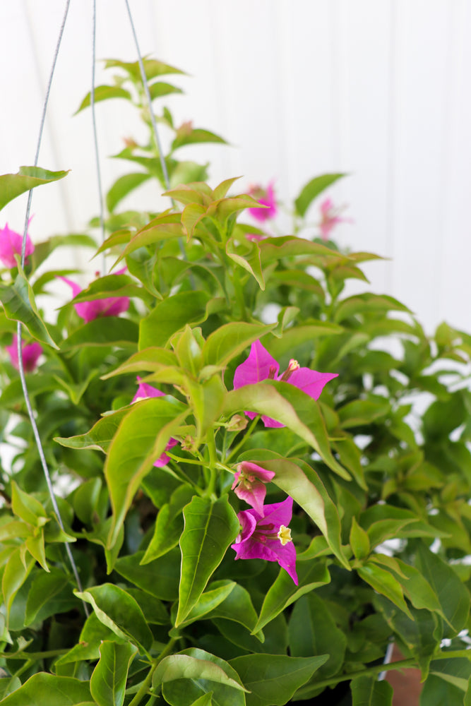 10" Bougainvillea Hanging Basket (Multiple Colours)