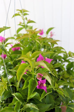 10" Bougainvillea Hanging Basket (Multiple Colours)