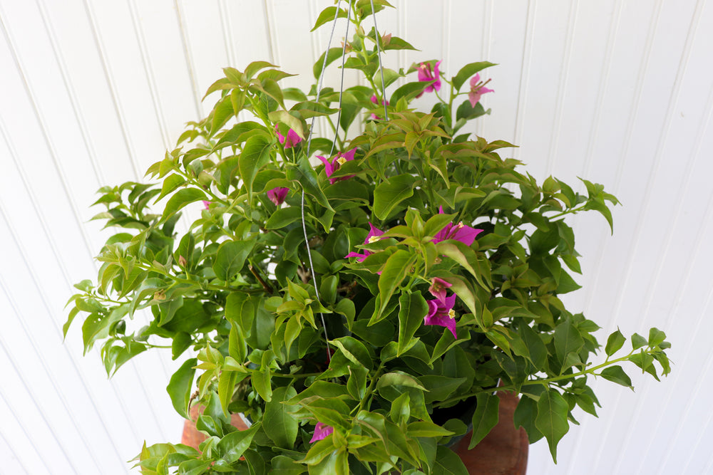10" Bougainvillea Hanging Basket (Multiple Colours)
