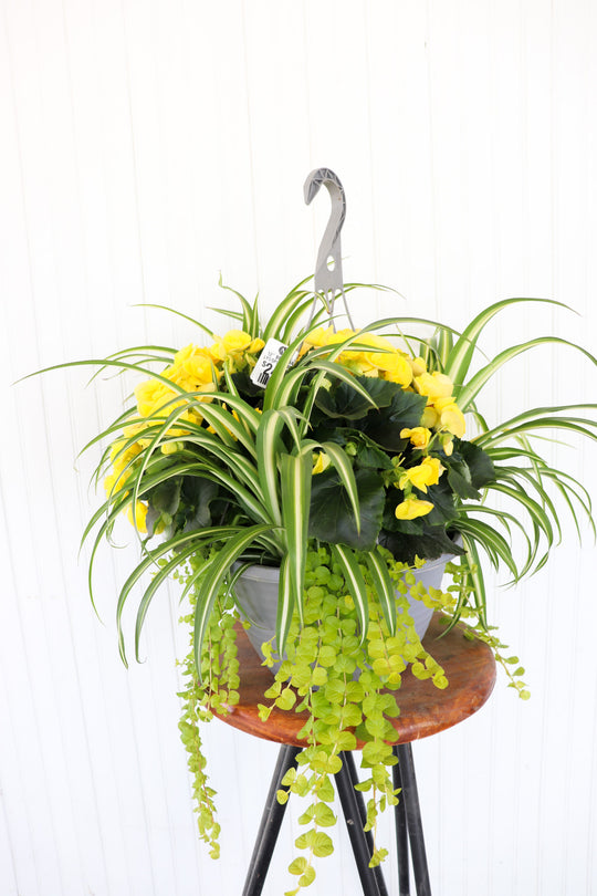 12” Begonia/Spider/Lysmachia Mix (Multiple Colours)