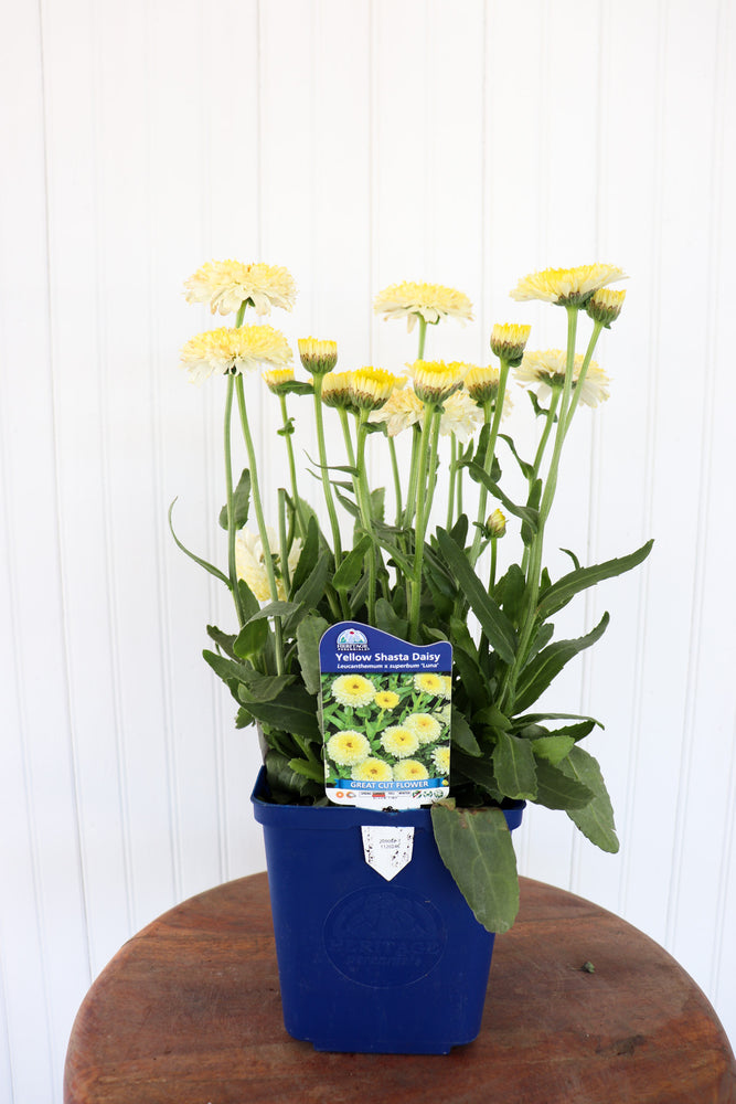 Leucanthemum X Superbum Luna | Shasta Daisy