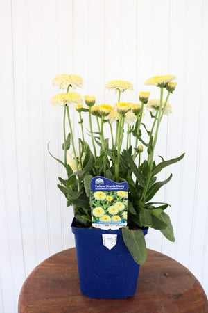 Leucanthemum X Superbum Luna | Shasta Daisy