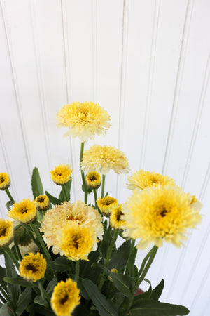 Leucanthemum X Superbum Luna | Shasta Daisy