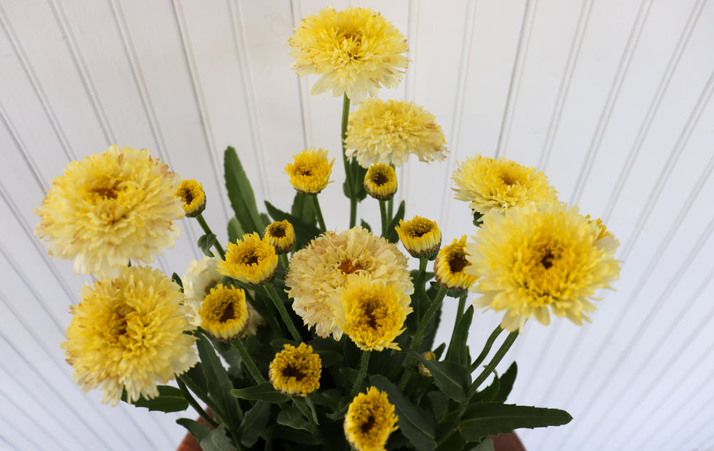 
            
                Load image into Gallery viewer, Leucanthemum X Superbum Luna | Shasta Daisy
            
        