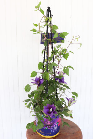 Clematis Olympia