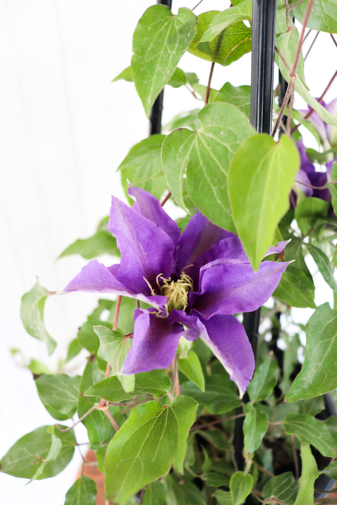 Clematis Olympia