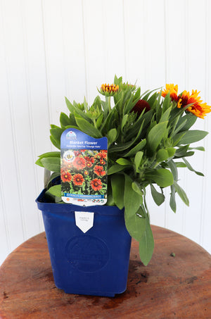 Blanket Flower | Gaillardia SpinTop 'Orange Halo'