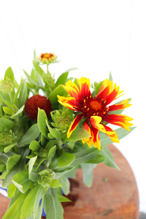 Blanket Flower | Gaillardia SpinTop 'Orange Halo'