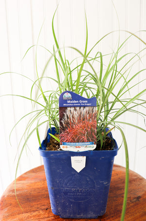 Maiden Grass | Miscanthus Sinensis Fire Dragon