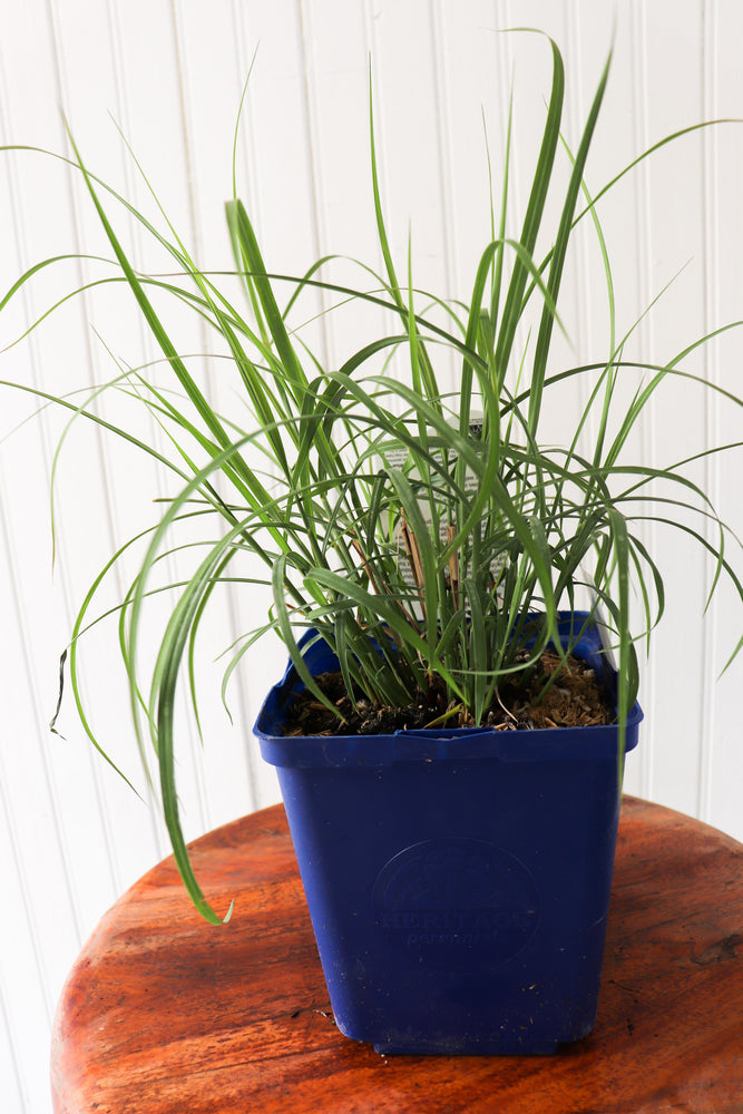Maiden Grass | Miscanthus Sinensis Fire Dragon