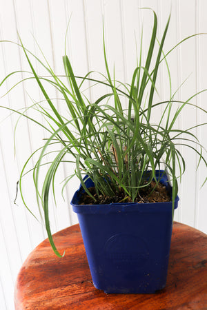 Maiden Grass | Miscanthus Sinensis Fire Dragon