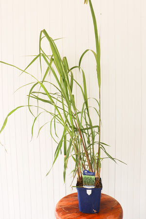 Giant Silver Grass | Miscanthus Floridulus Giganteus