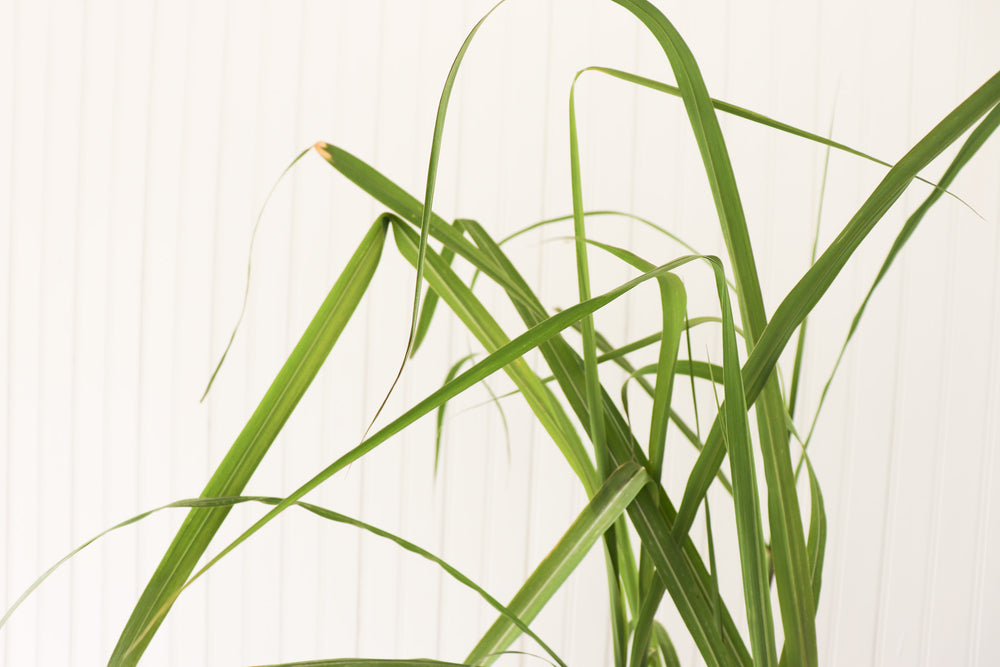 Giant Silver Grass | Miscanthus Floridulus Giganteus