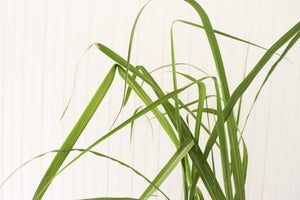 Giant Silver Grass | Miscanthus Floridulus Giganteus