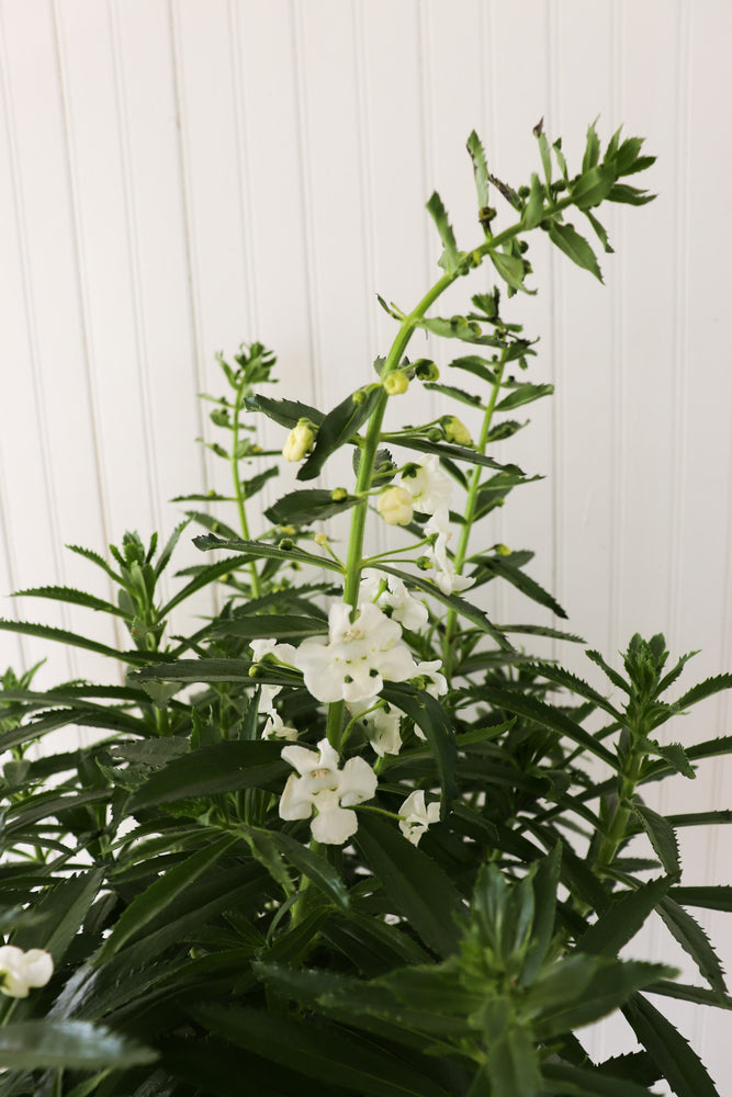 11" Potted Annual - Angelonia (Multiple Colours)