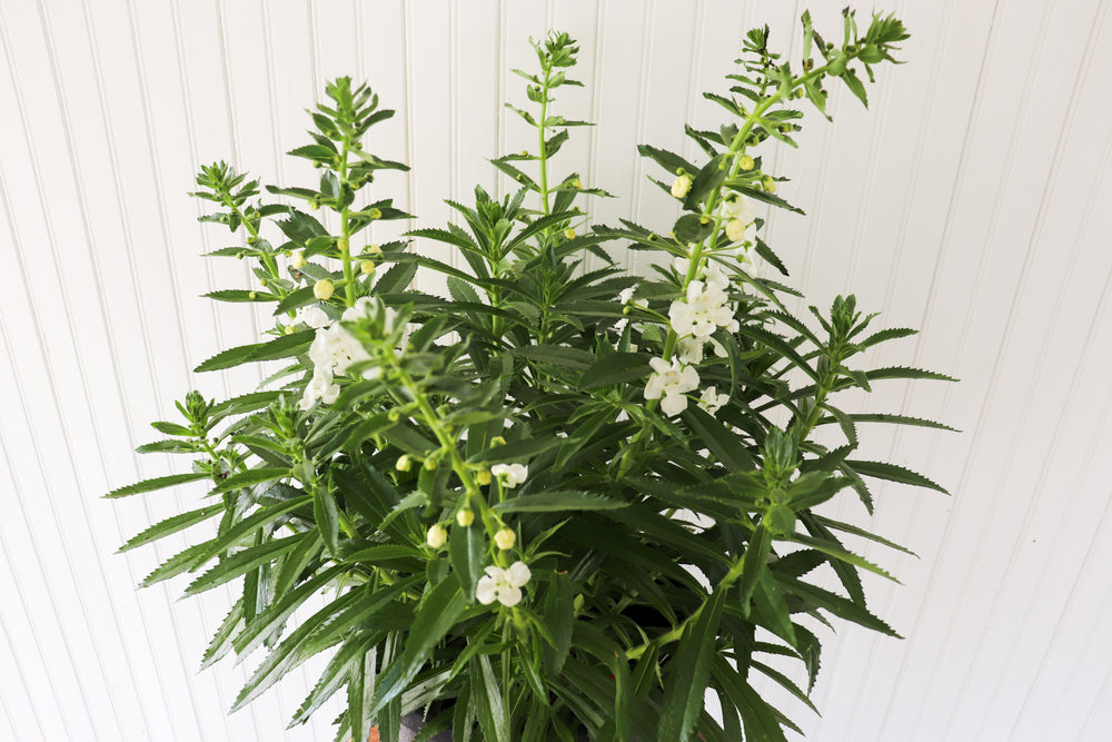 
            
                Load image into Gallery viewer, 11&amp;quot; Potted Annual - Angelonia (Multiple Colours)
            
        
