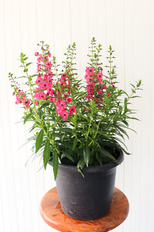 11" Potted Annual - Angelonia (Multiple Colours)