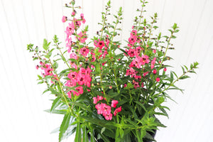11" Potted Annual - Angelonia (Multiple Colours)