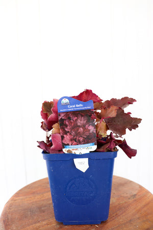 Coral Bells | Heuchera Carnival Burgundy Blast