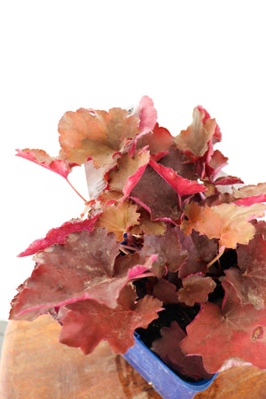 Coral Bells | Heuchera Carnival Burgundy Blast