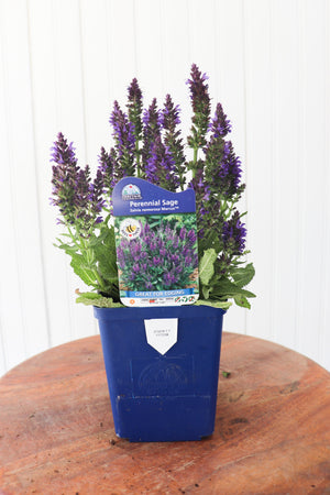 Perennial Sage | Salvia Nemorosa Marcus