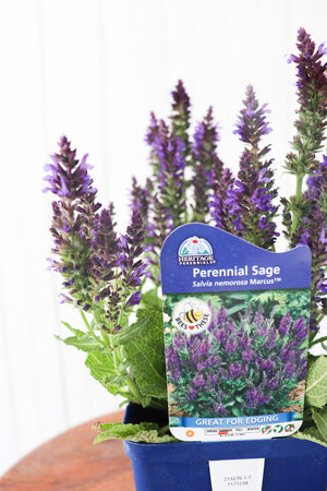 Perennial Sage | Salvia Nemorosa Marcus