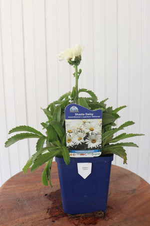 Shasta Daisy | Leucanthemum X Superbum White Cap