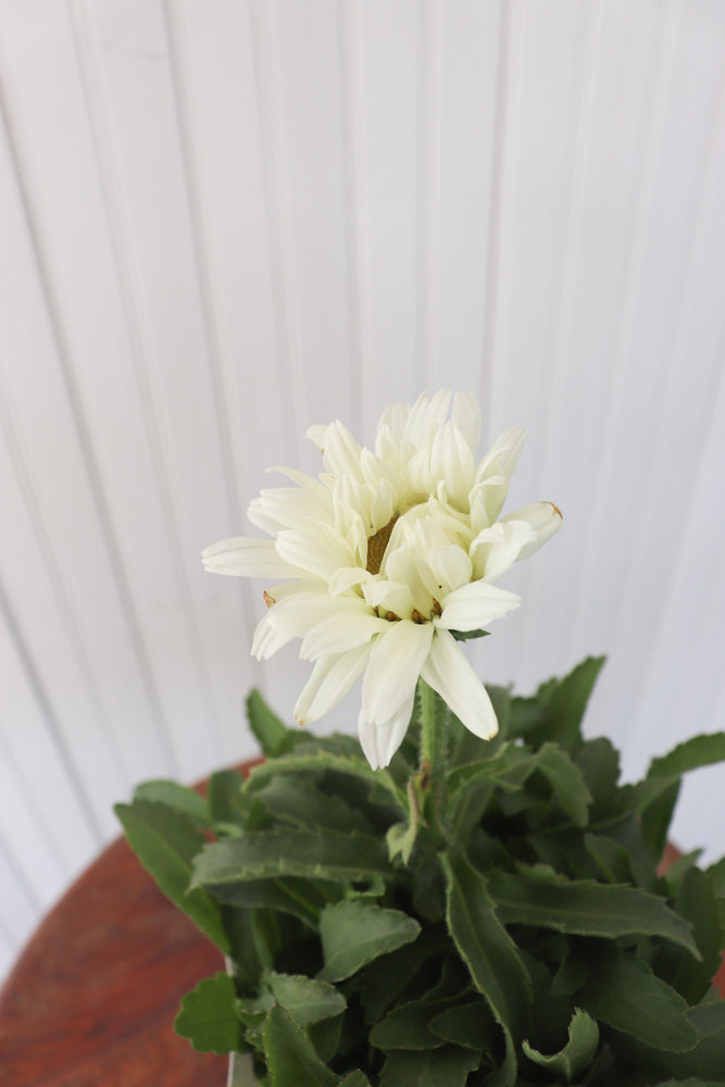 
            
                Load image into Gallery viewer, Shasta Daisy | Leucanthemum X Superbum White Cap
            
        