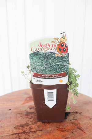 Woolly Thyme | Thymus Psuedolanuginosus