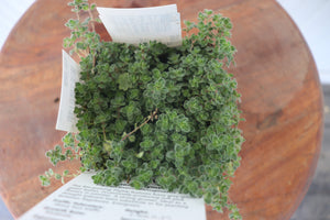 Woolly Thyme | Thymus Psuedolanuginosus