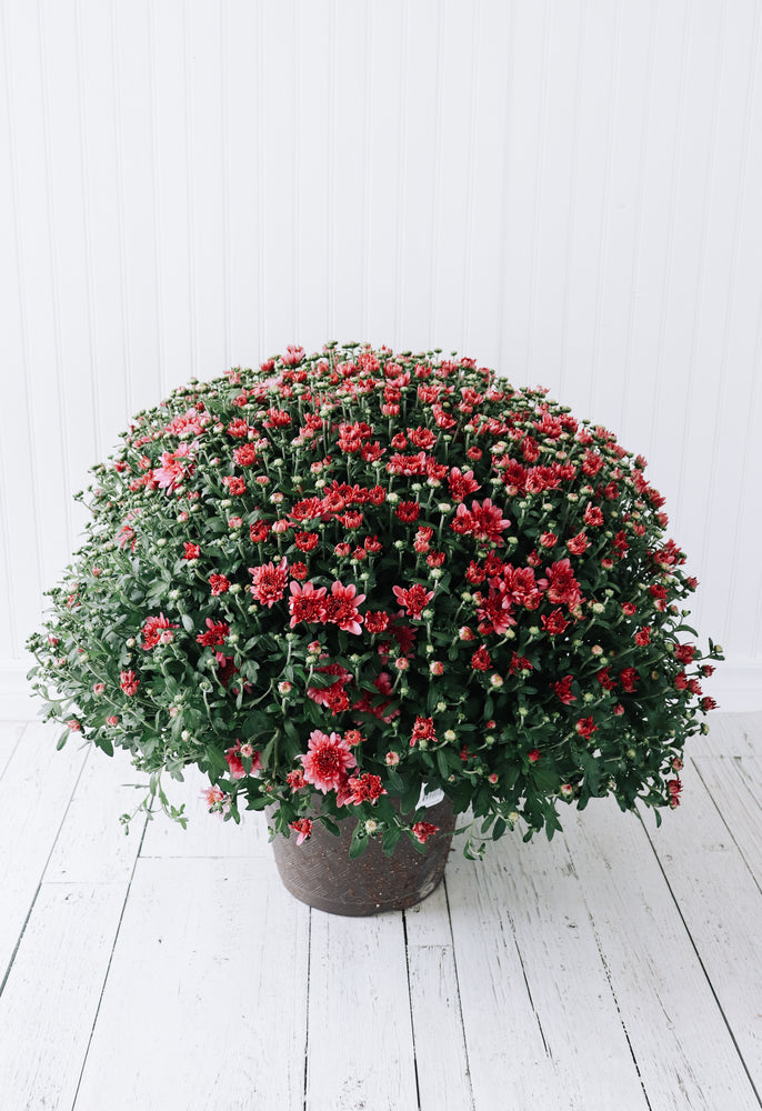 12" Chrysanthemum | Garden "Mum" (Various Colours)