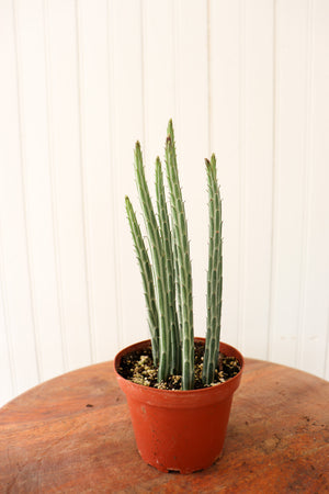 4" Cactus Pickle Plant