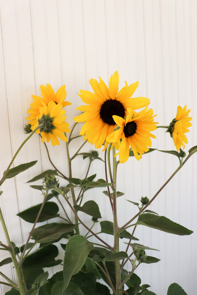 
            
                Load image into Gallery viewer, 12&amp;quot; Sunfinities Sunflower
            
        