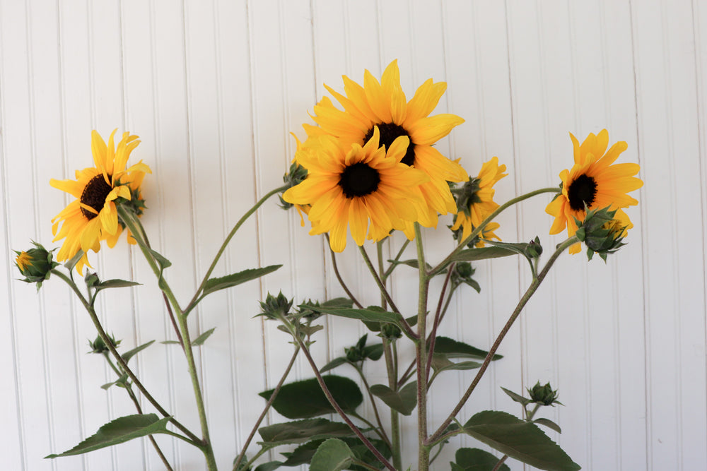 
            
                Load image into Gallery viewer, 12&amp;quot; Sunfinities Sunflower
            
        
