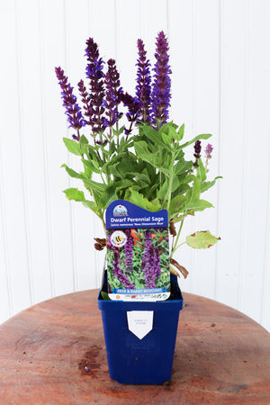 Dwarf Perennial Sage | Salvia New Dimension Blue