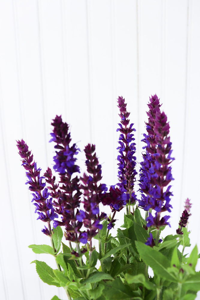 
            
                Load image into Gallery viewer, Dwarf Perennial Sage | Salvia New Dimension Blue
            
        